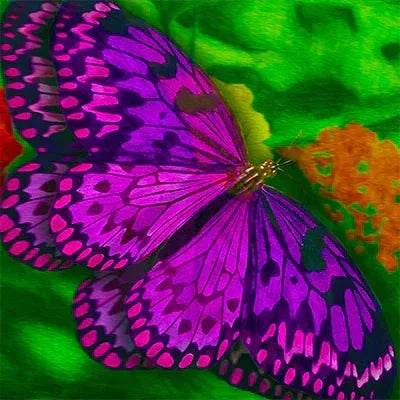 Butterfly Art
